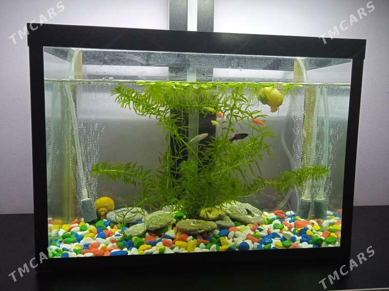 Akwarium 12 litr - Дашогуз - img 1