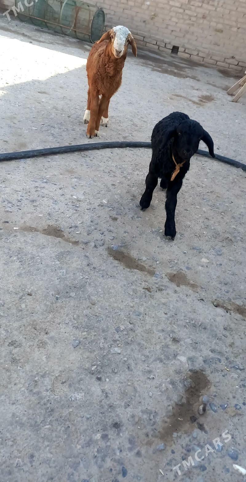 Gozullar - Чарджоу - img 1