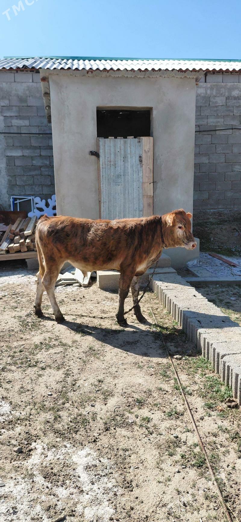 okuz - Гёкдепе - img 1