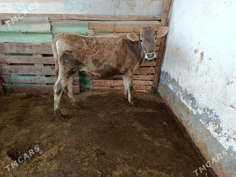 tüwe şwet - Ашхабад - img 1