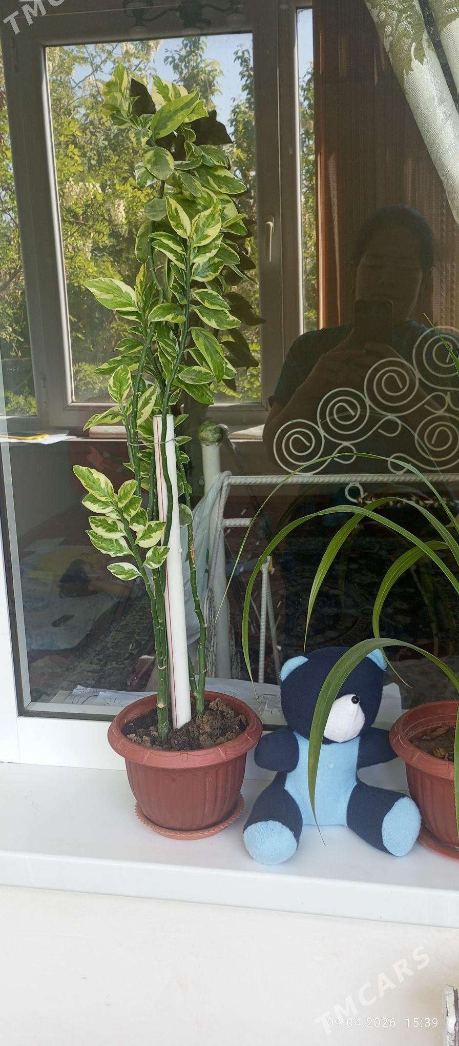 gül, öý ösümligi, растение - Aşgabat - img 1