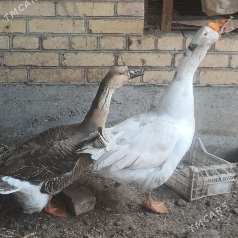 Gaz - Чарджоу - img 1