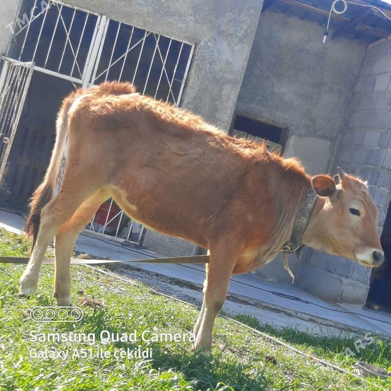 tuwe - Гёкдепе - img 1