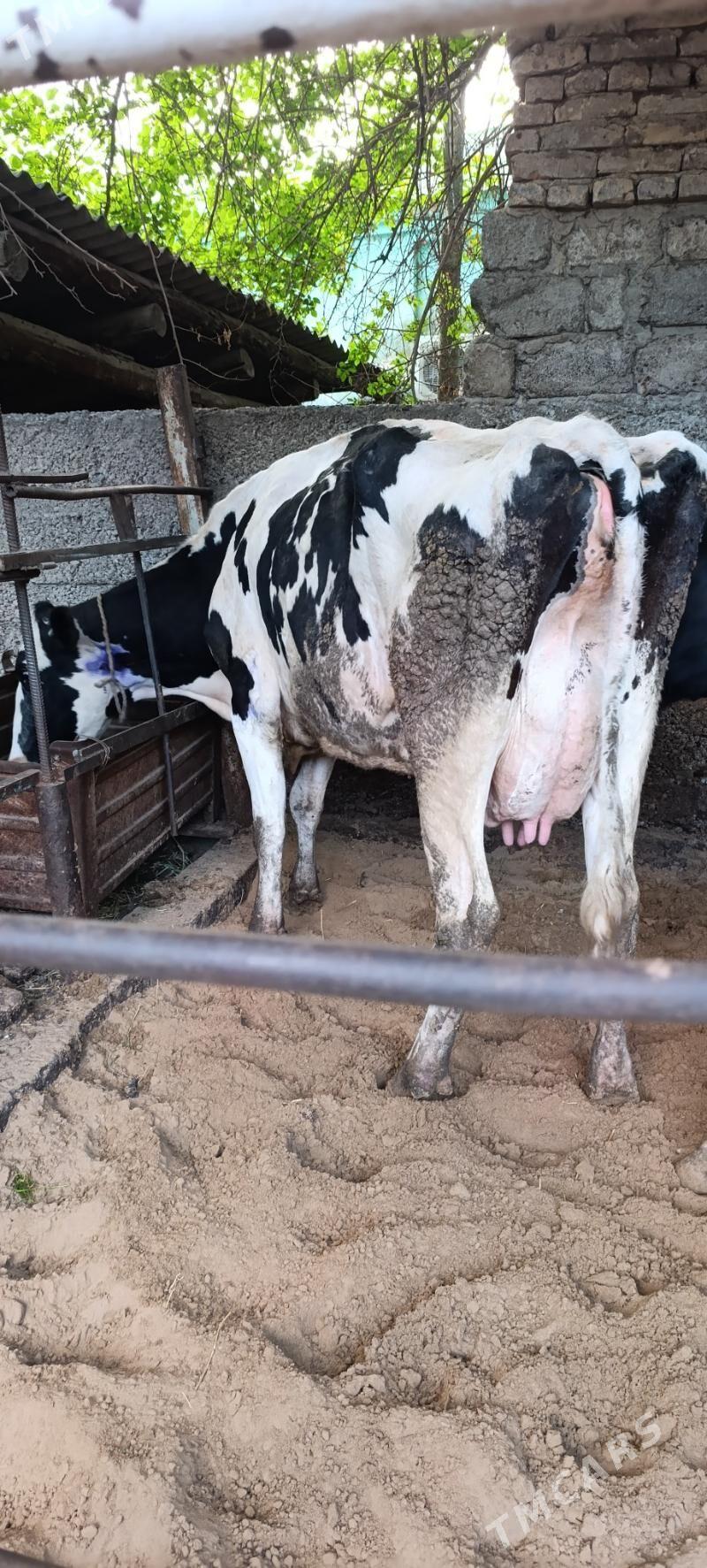 sygyr - Aşgabat - img 1