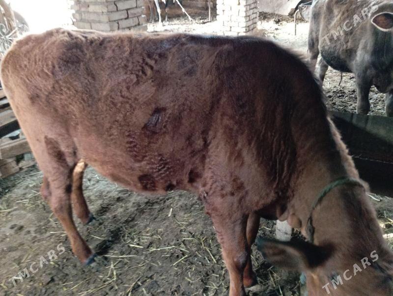 Gulajyn göle - Мары - img 1