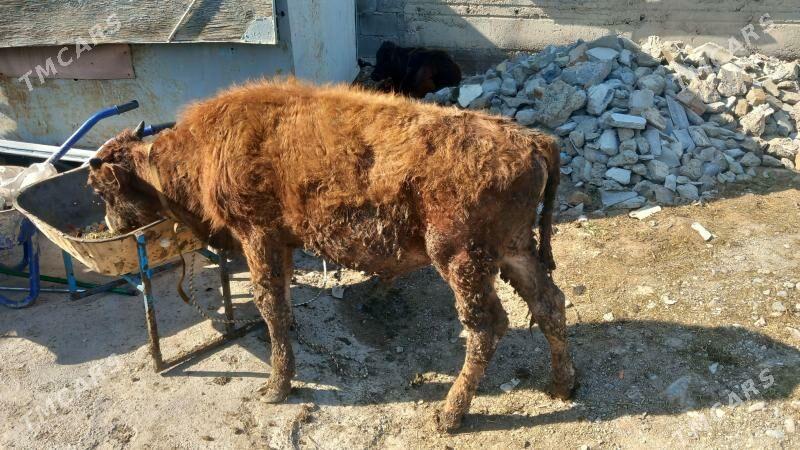 göle öküzçe - Бузмеин - img 1