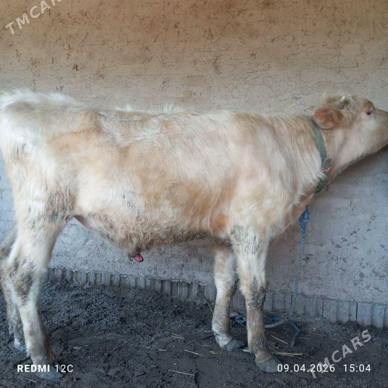 smental okuz - Шабатский этрап - img 1