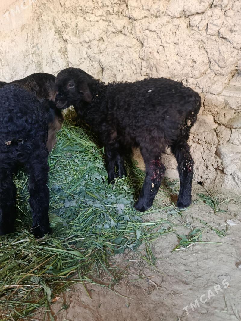 guzy - Бахарден - img 1