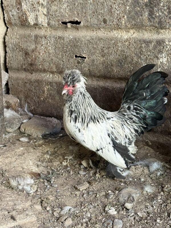 karlik troyka - Хитровка - img 1