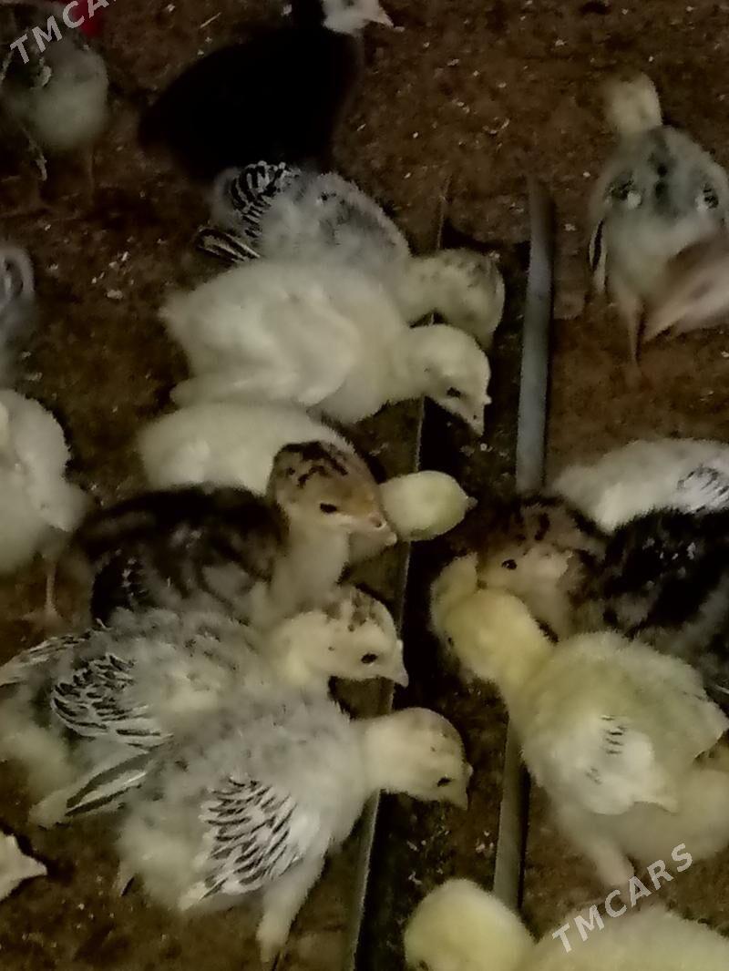 induk jüýje - Garagum etraby - img 1