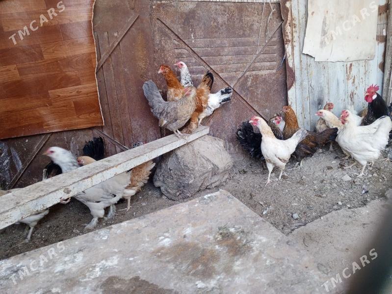 towyk - Балканабат - img 1