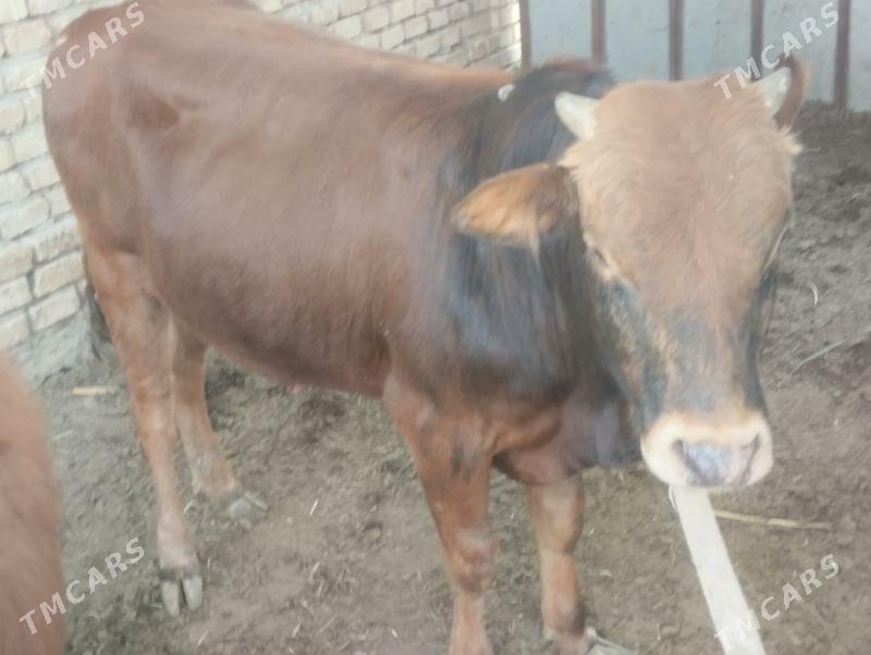 Okuzler - Mary - img 1