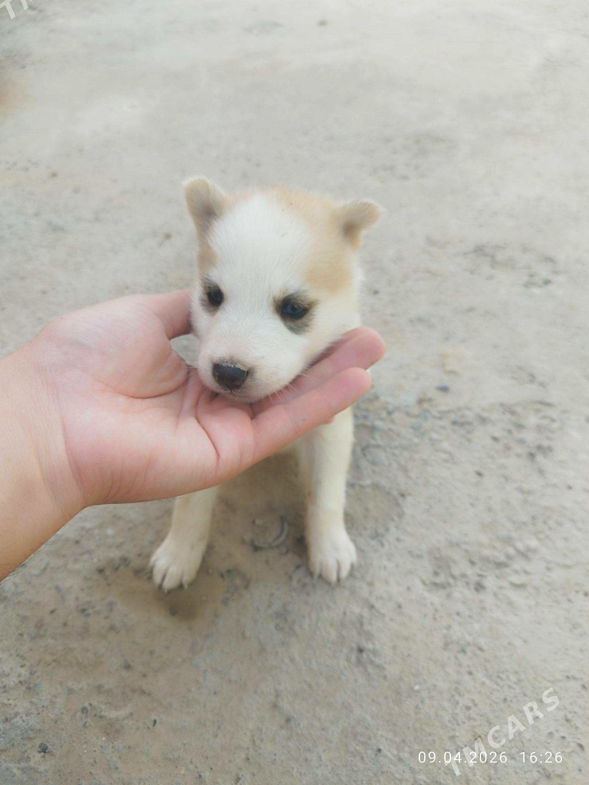 Haski. Хаски - Байрамали - img 1
