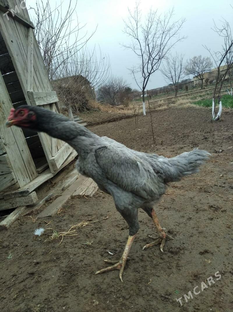 baysow yumurtga - Фарап - img 1