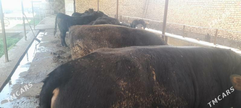 okuz - Кака - img 1