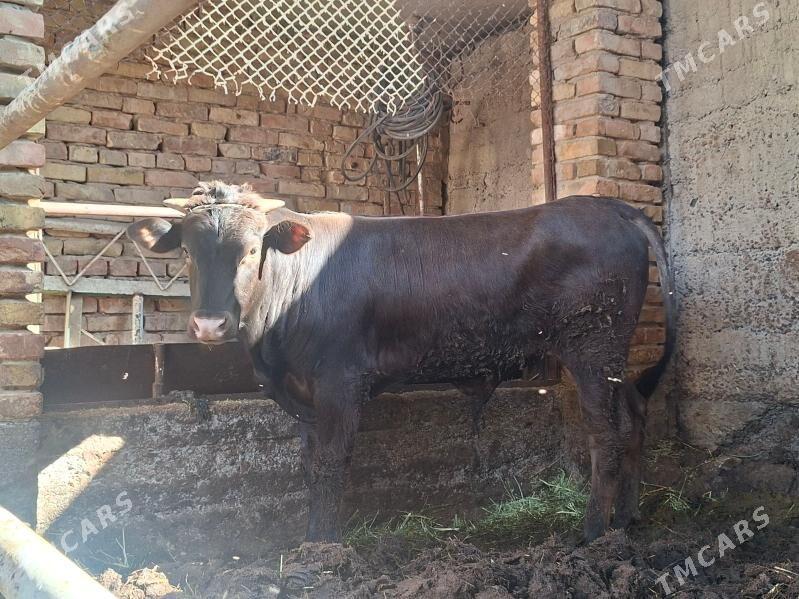 Okiz - Ашхабад - img 1