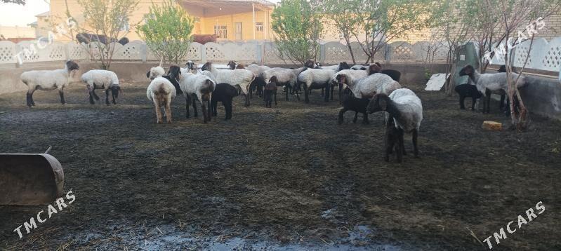 guzyly - Мары - img 1