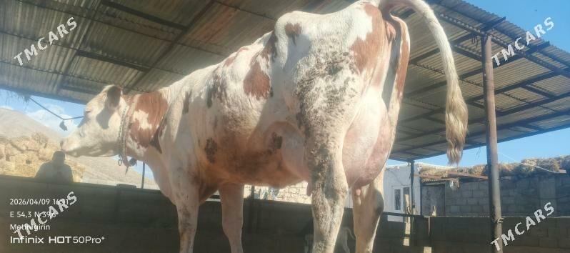 сигир голели - Balkanabat - img 1