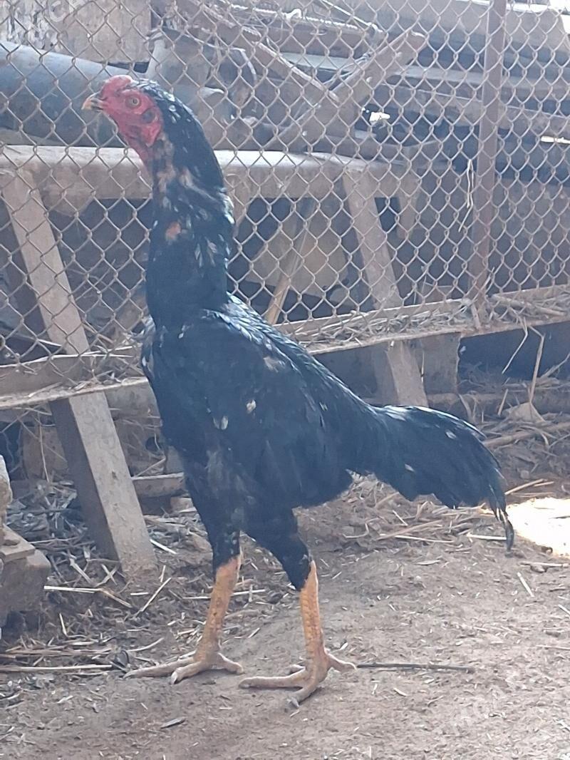 Horaz - Дянев - img 1