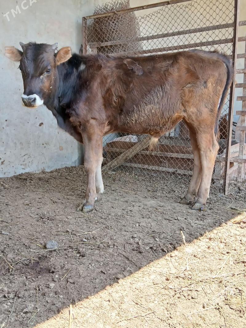 okuzce - Bäherden - img 1