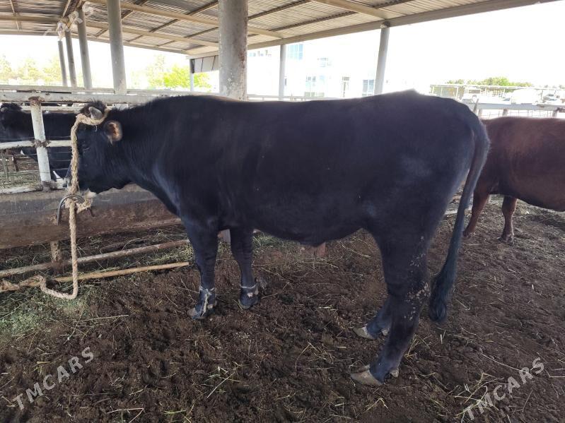 Meýdan öküz - "Алтын Асыр" Гундогар базары ( Толкучка) - img 1