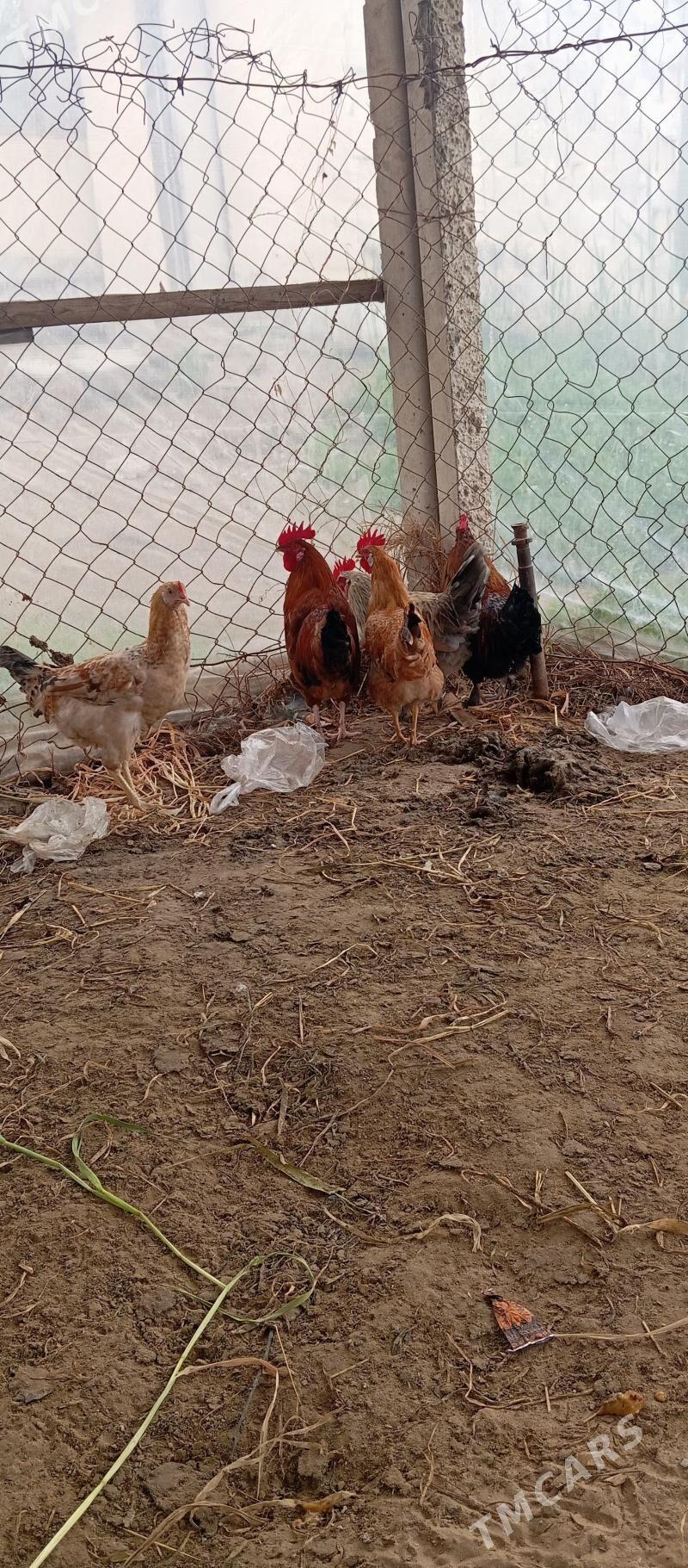 horaz - Gökdepe - img 1