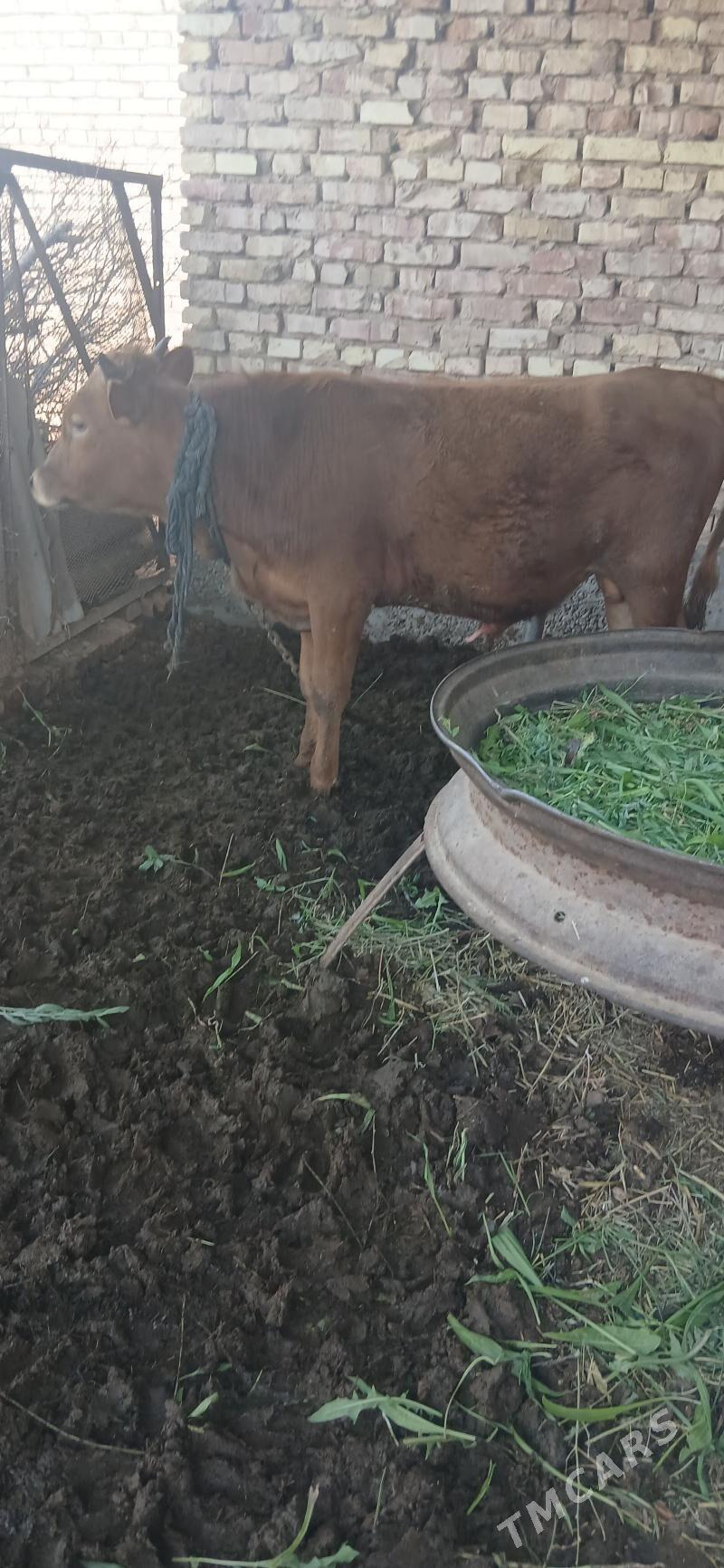 ökizler - Бабадайхан - img 1