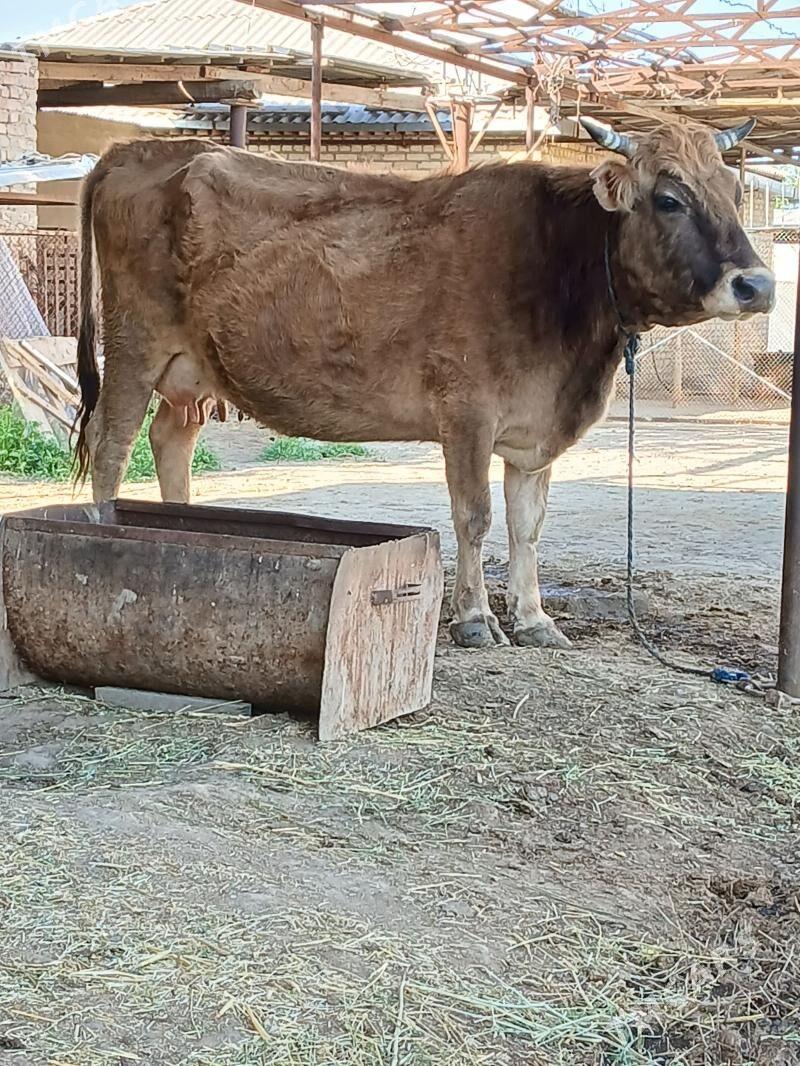 Goleli sygyr - Bäherden - img 1
