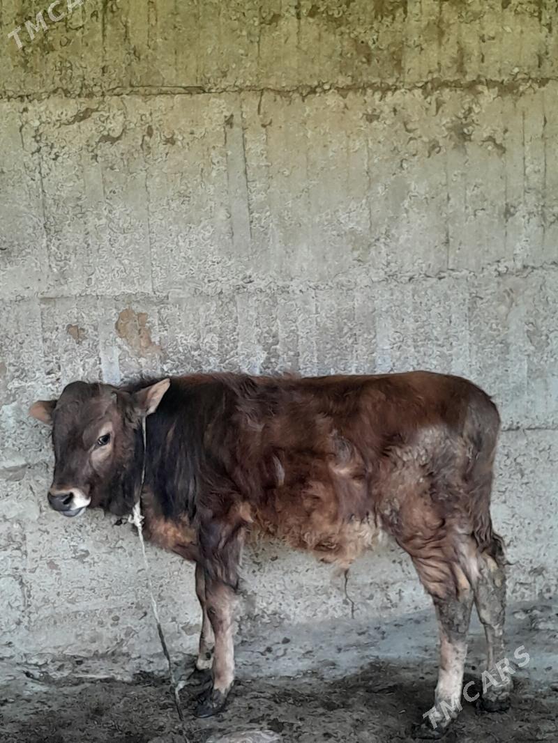 Öküz - Gökdepe - img 1