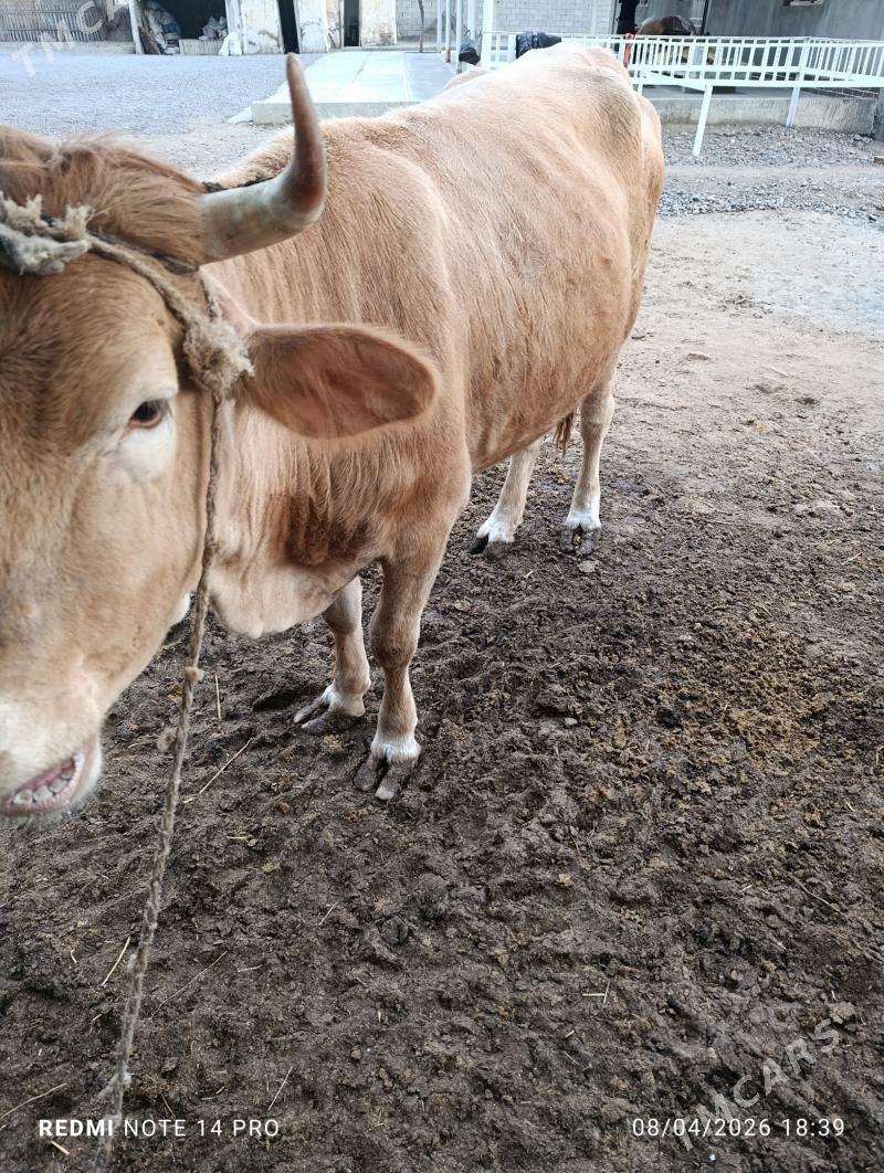 bakylan sygyr - Garadamak - img 1