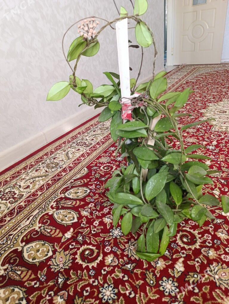 gül - Balkanabat - img 1