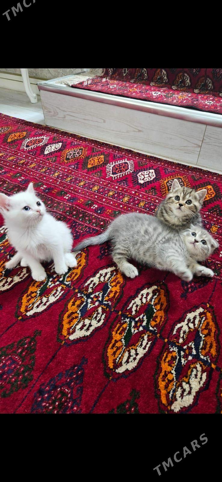 Шотландский Котята Pisik - Ашхабад - img 1