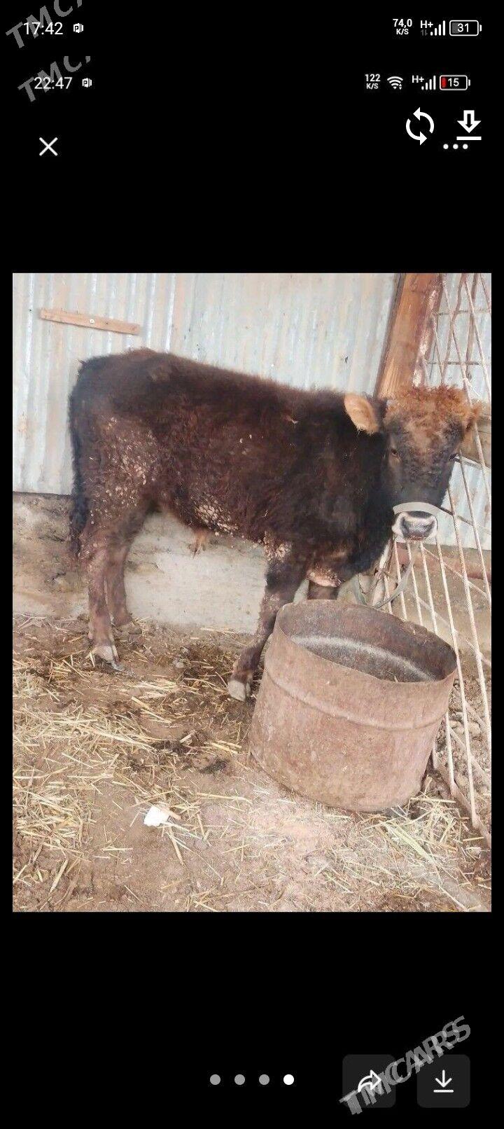 okuz - Берекет - img 1