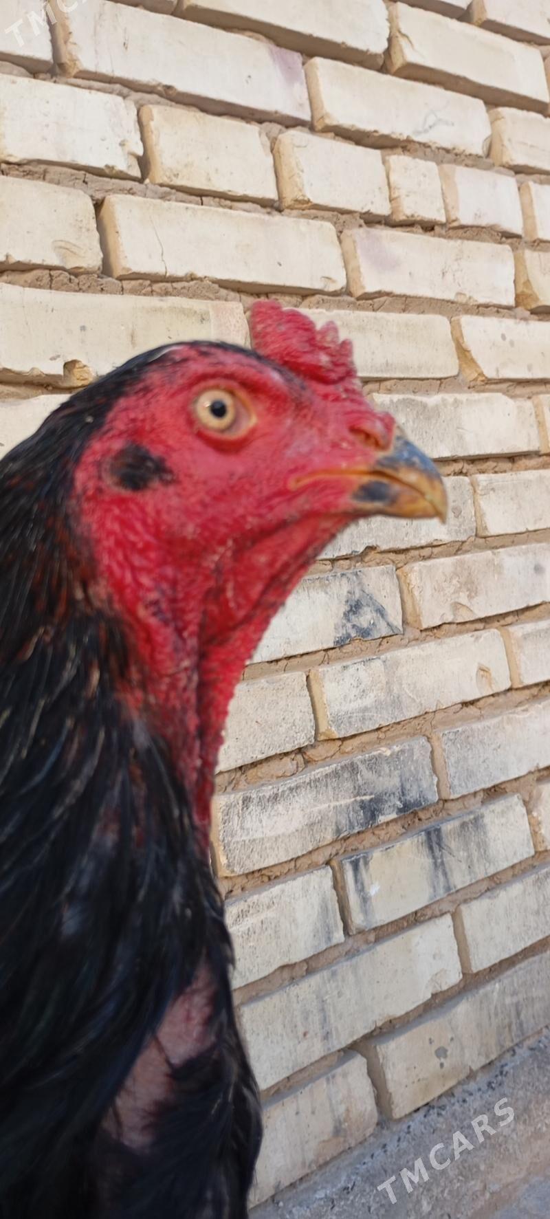 bayes horaz - Mary - img 1