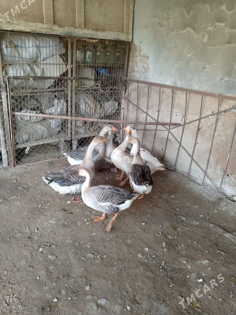 GUSS GUWA GAZ - Tejen - img 1