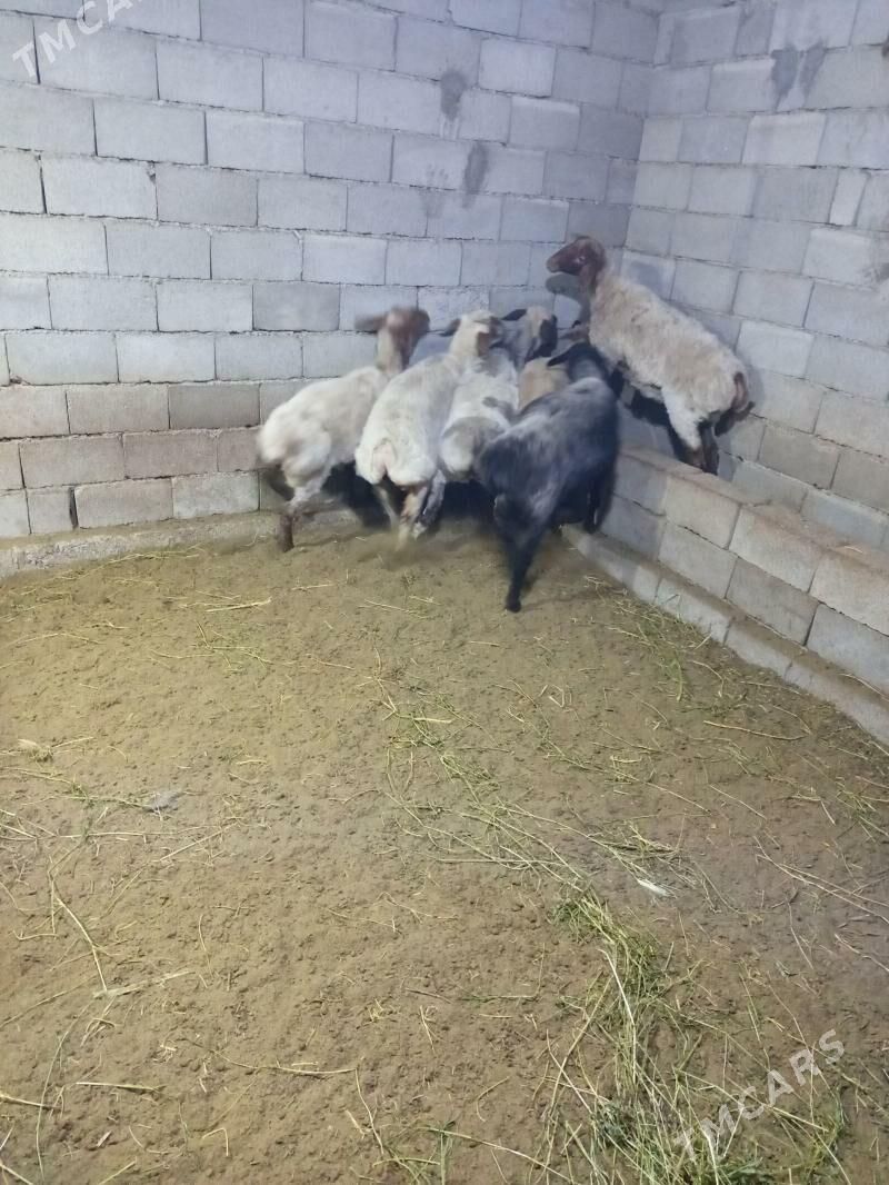 goýun - Ак-Бугдайский этрап - img 1