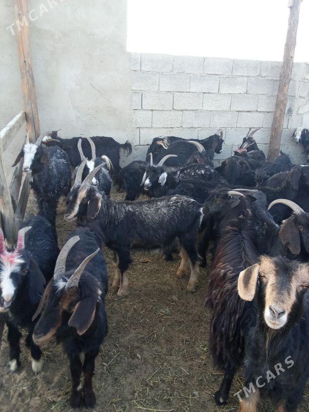 erkeç - Bäherden - img 1