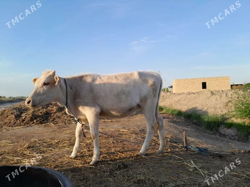 şiwet - Farap - img 1