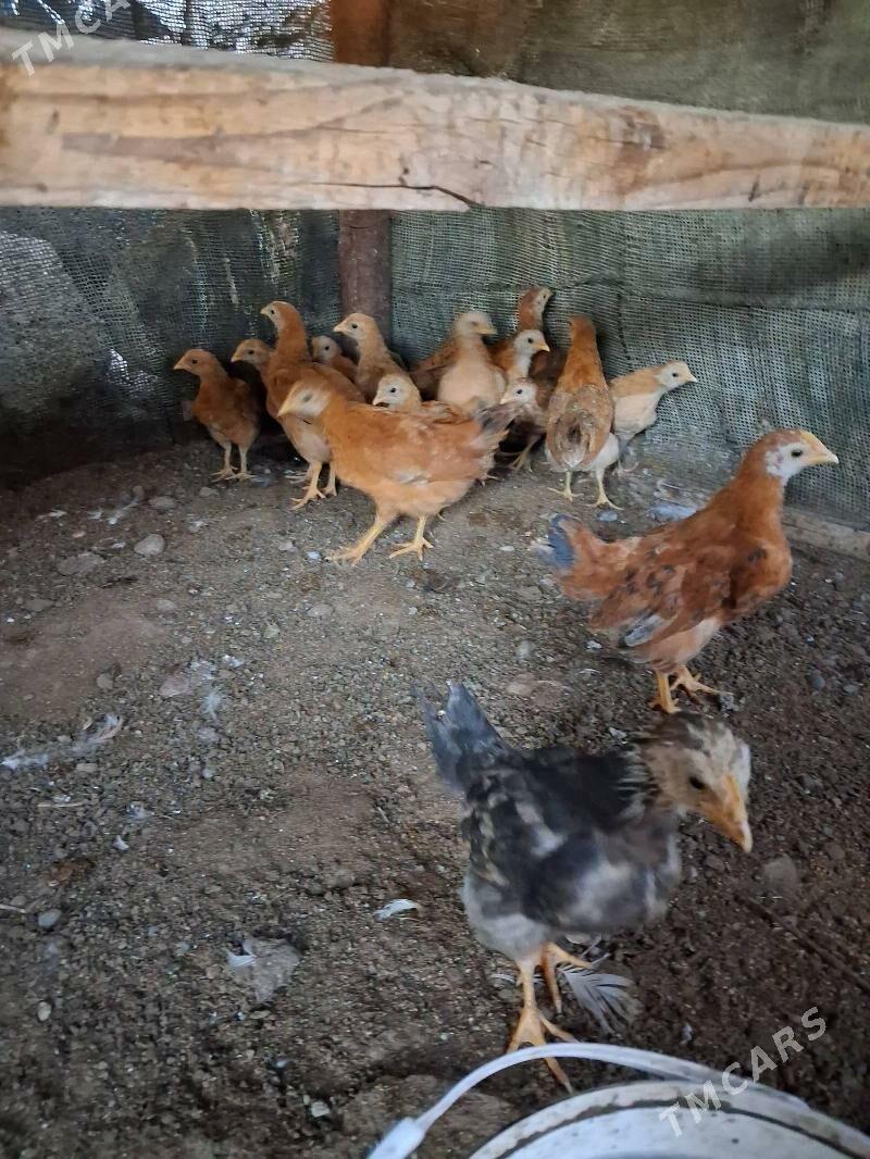 juje - Büzmeýin - img 1