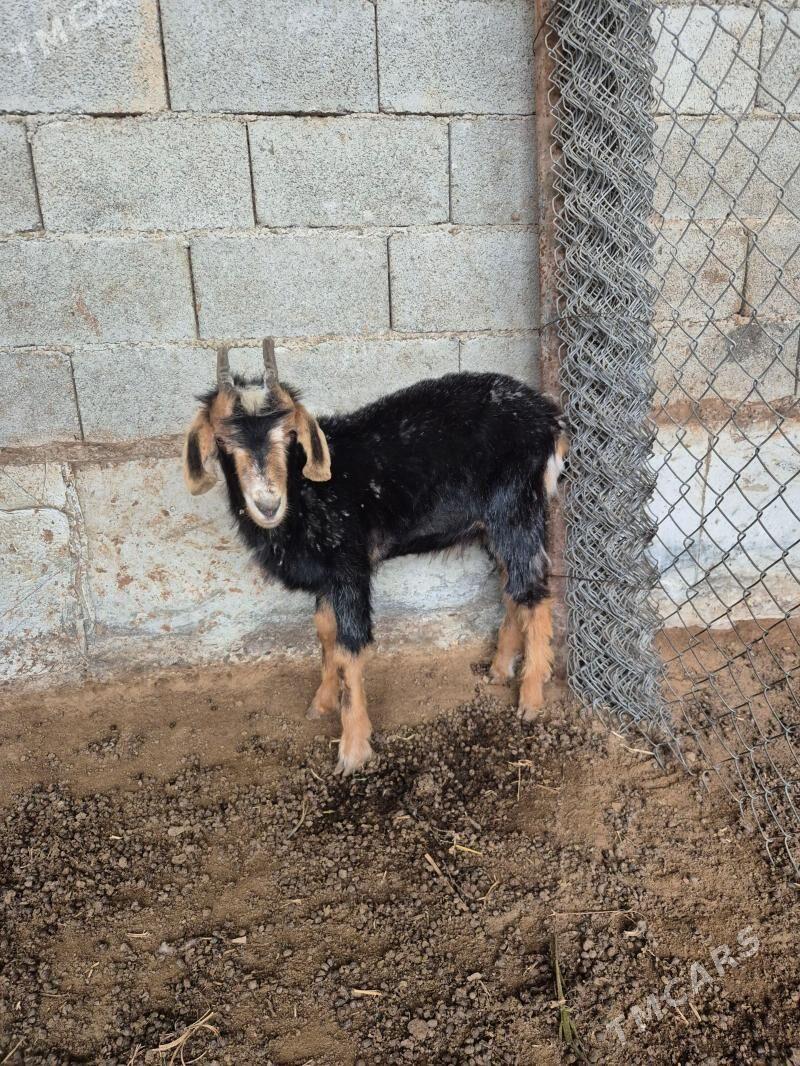 Geci - Herrikgala - img 1