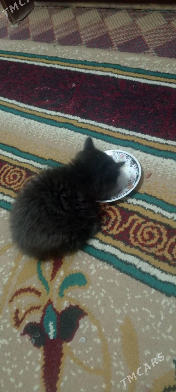 котёнок pişik - Aşgabat - img 1