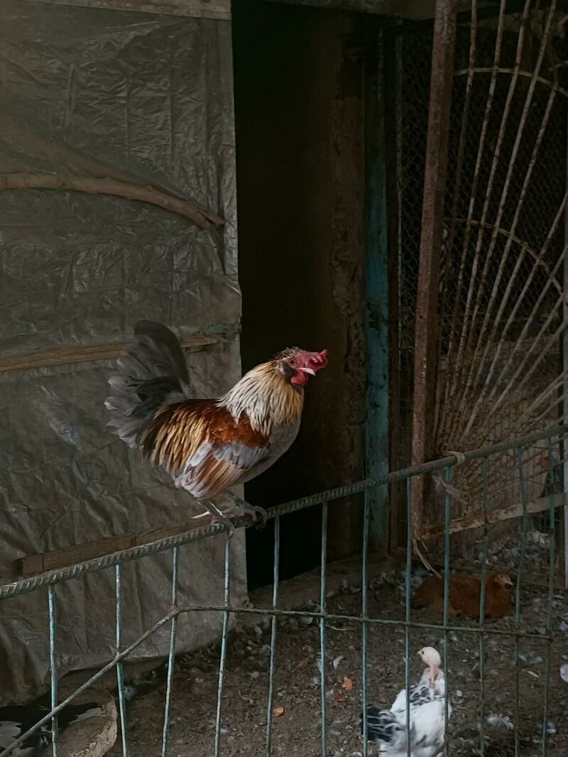 karlik horoz - Кипджак - img 1