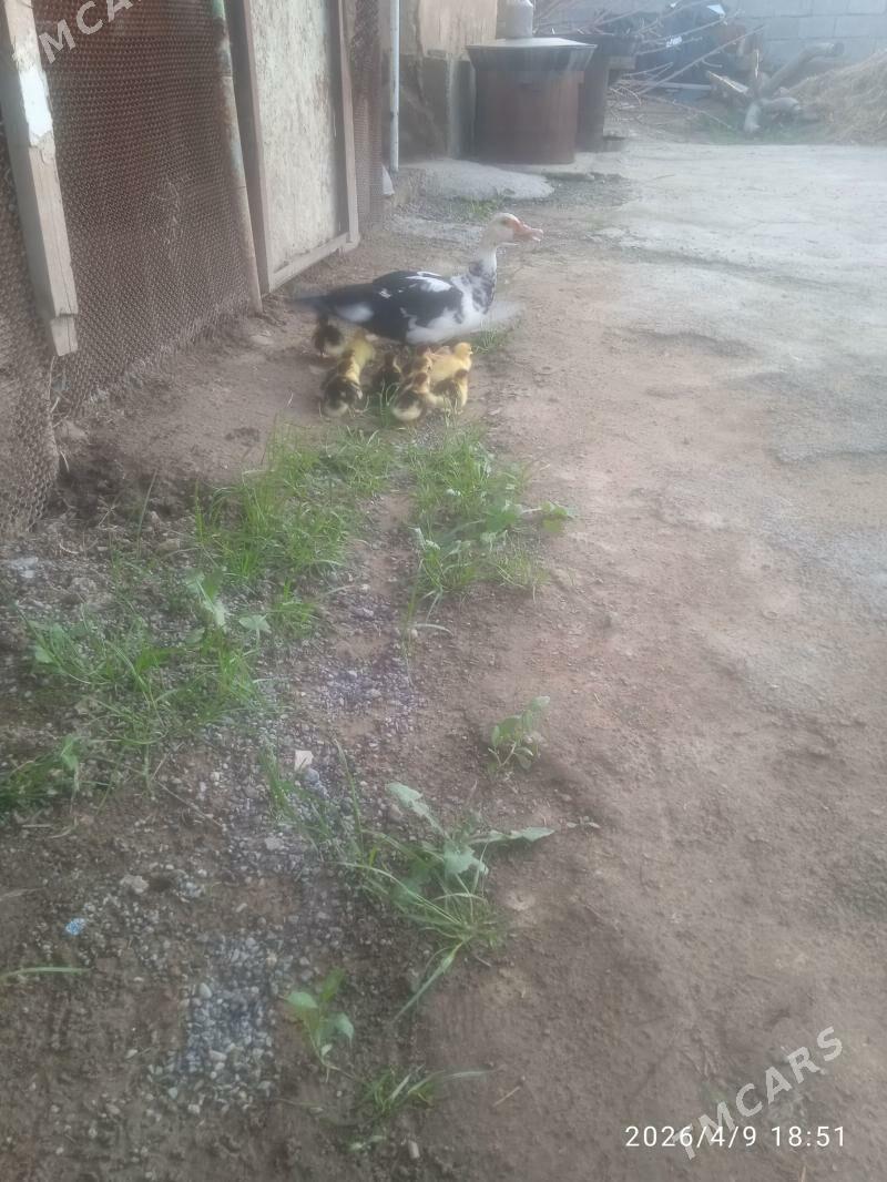 indutka ördek jüje - Ýaşlyk - img 1