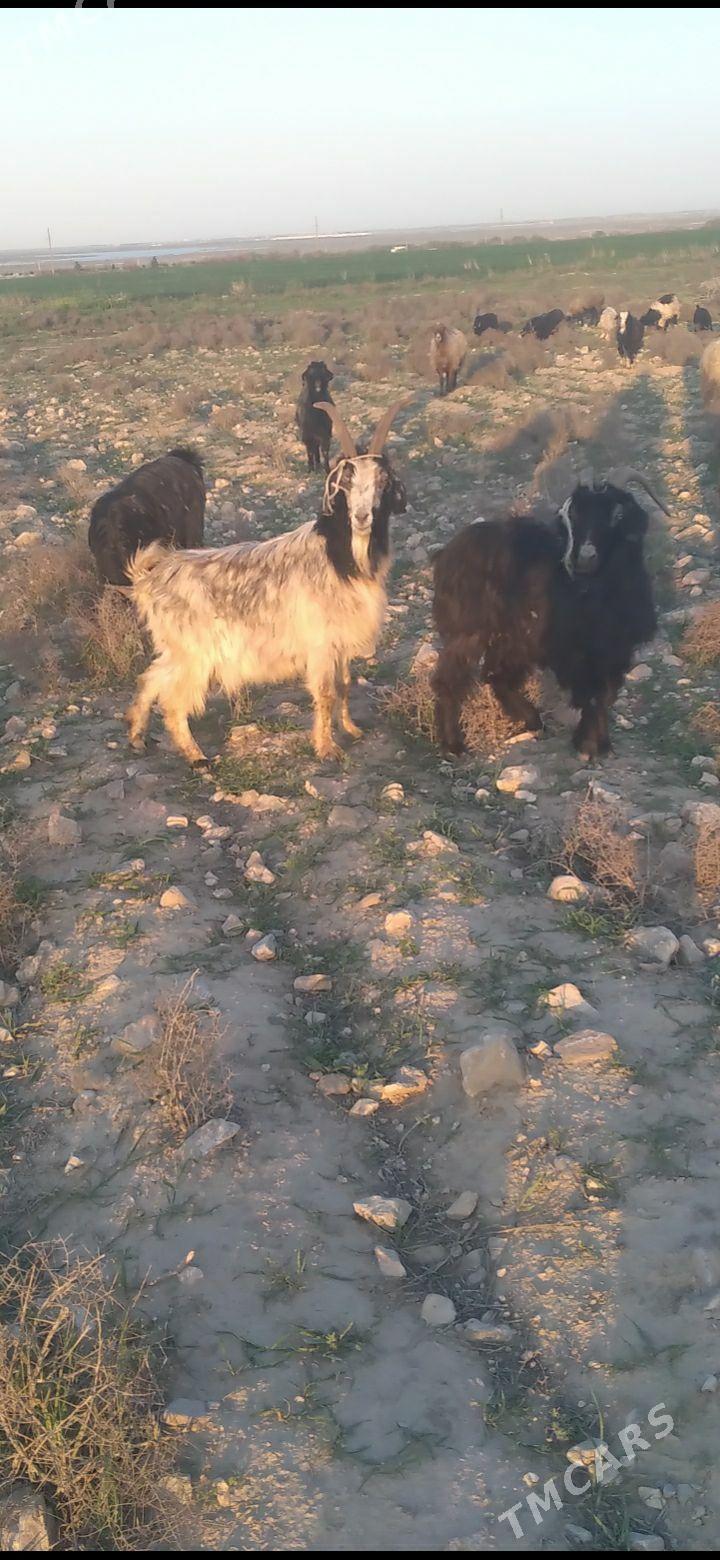 Geci - Гёкдепе - img 1