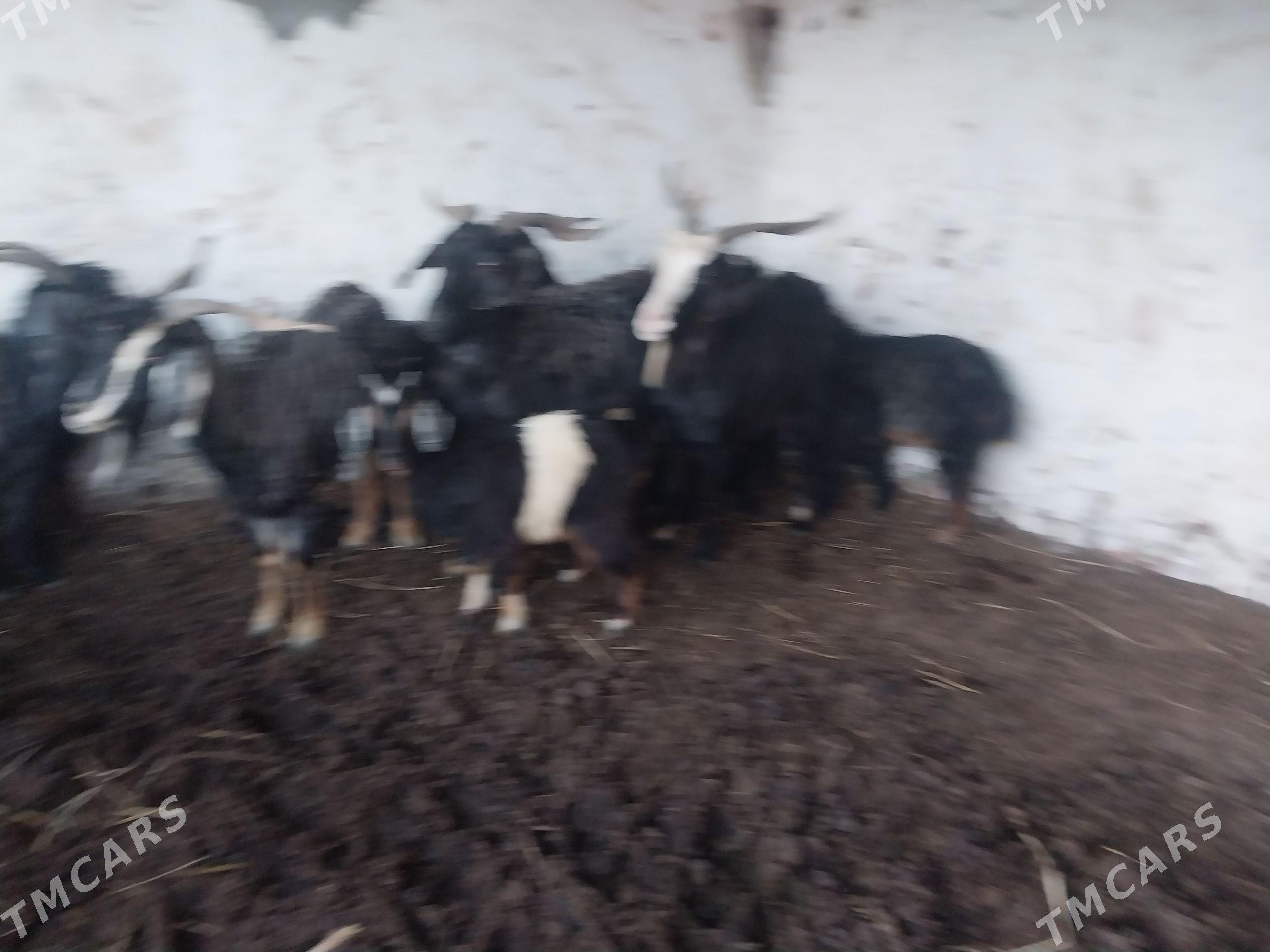 owlokly geçiler - Бахарден - img 1