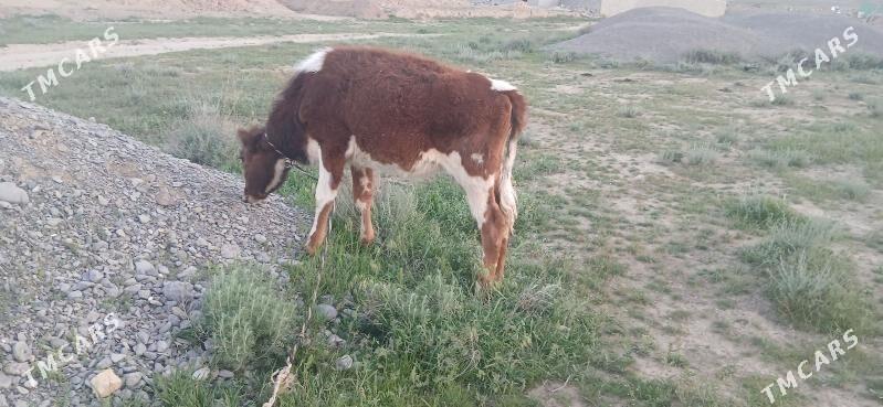 tüwe - Gökdepe - img 1