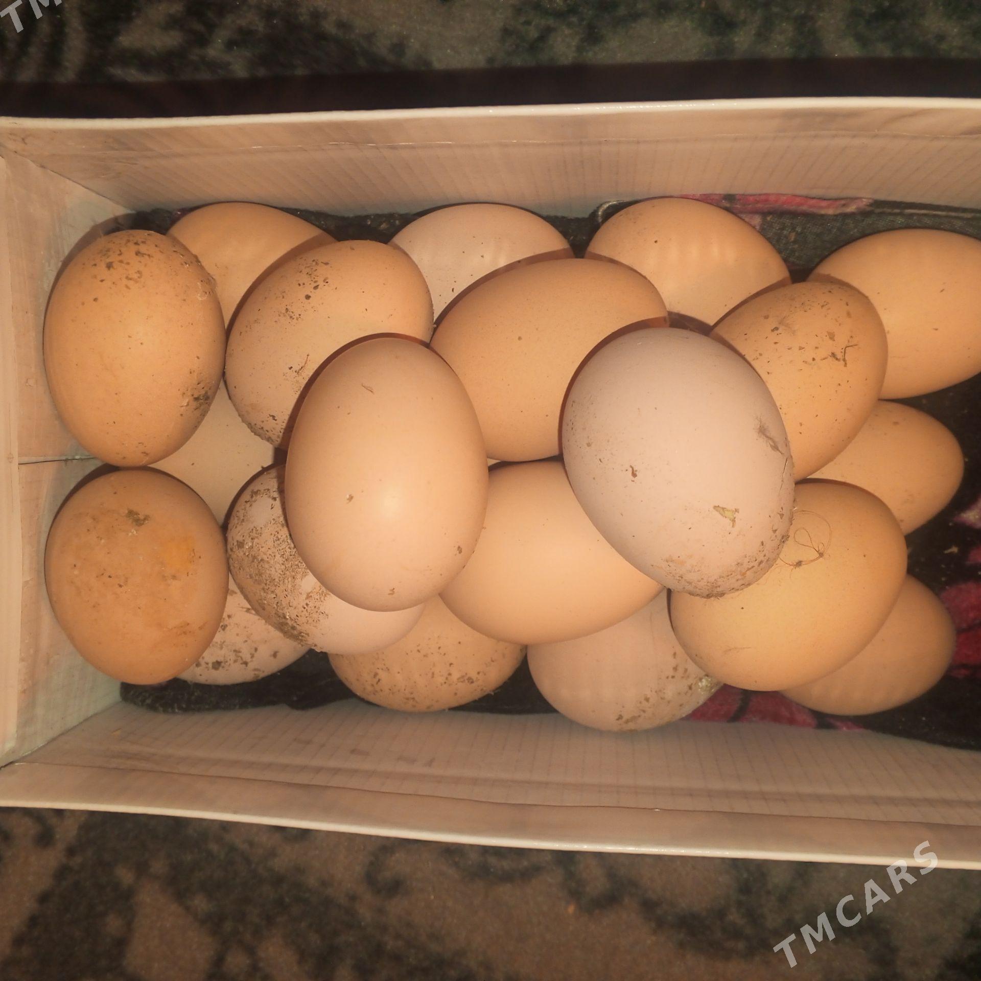 Brama Towuklaň Yumurtgasy - Gagarin köç, köne Howa menzili - img 1