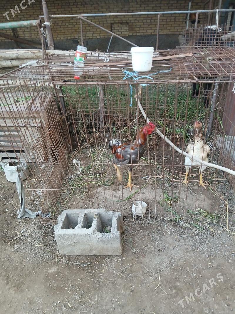 Baysy horaz, towuk - Saýat - img 1