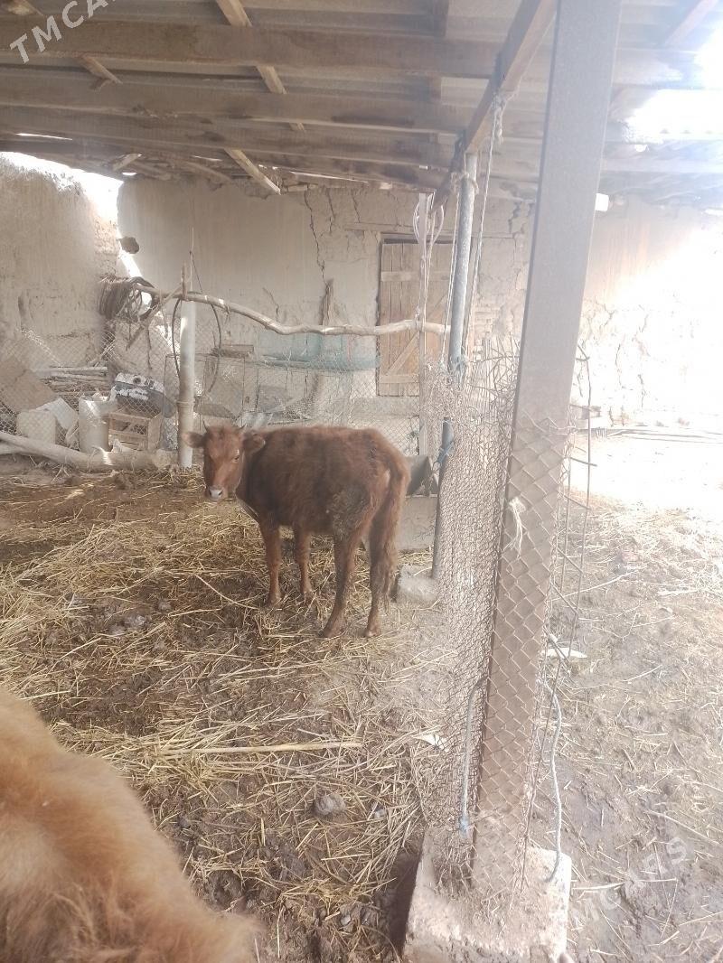 goleler - Сакар - img 1