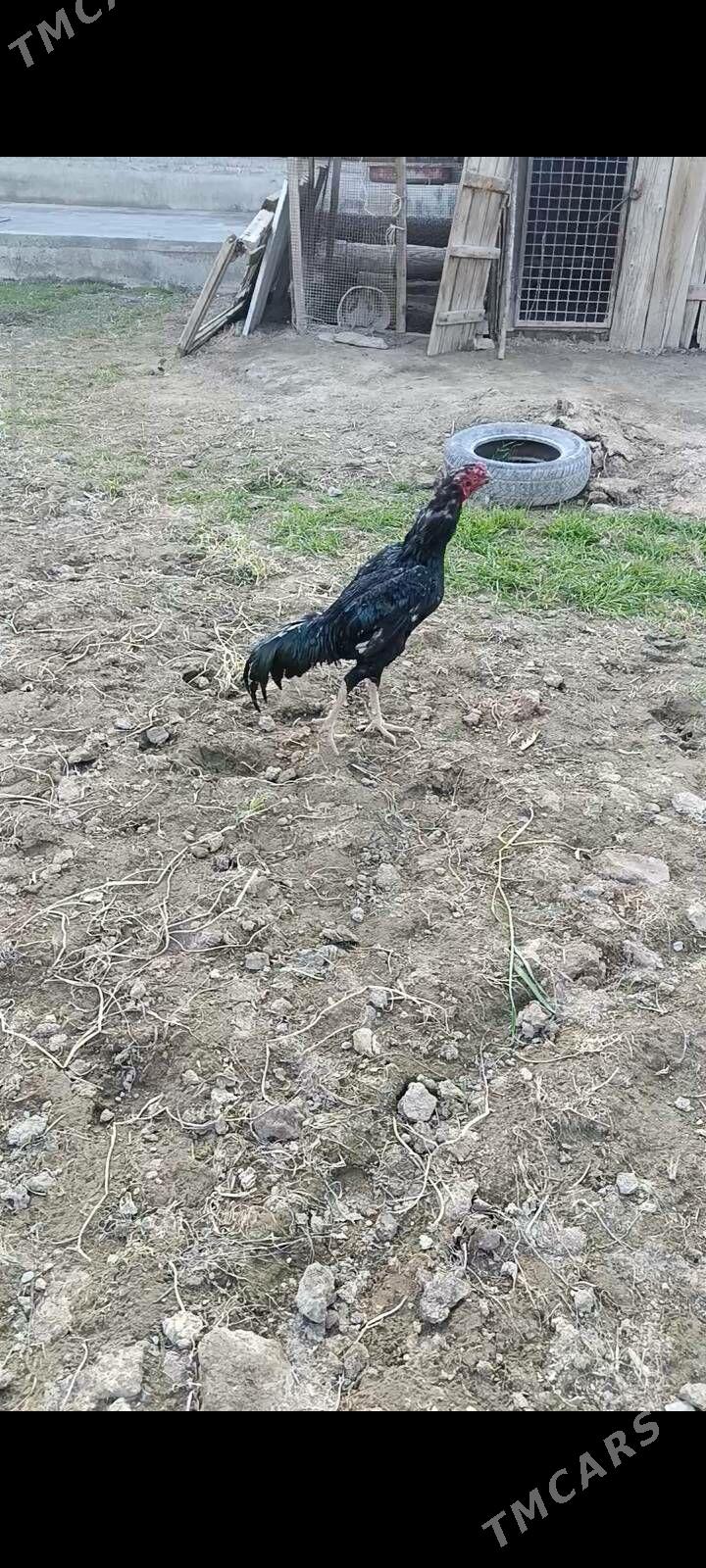 байцы хораз - Сакар - img 1